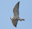 Whiskered Tern