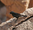 White-crowned Wheatear (Winter immature)