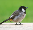 White-eared Bulbul