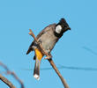 White-eared Bulbul