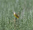 White-headed Wagtail