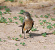 White-throated Robin (Female or winter male)