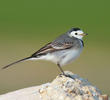 White Wagtail (Non-breeding)