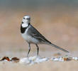 White Wagtail (Non-breeding plumage)