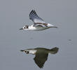 White-winged Tern (Immature)