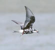 White-winged Tern (Moulting early autumn)