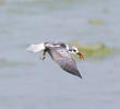 White-winged Tern (Winter)