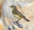 Willow Warbler