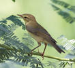 Willow Warbler