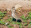 Wood Lark