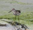 Wood Sandpiper