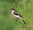 Woodchat Shrike (Male)