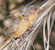 Afghan Babbler (Juveniles)