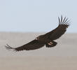 Cinereous Vulture (Immature)