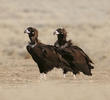 Cinereous Vulture (Immatures)