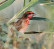 Common Rosefinch (Male)