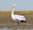 Dalmatian Pelican (Immature)