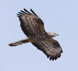 European Honey Buzzard