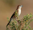 Indian Silverbill