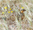 Pin-tailed Sandgrouse (Female)