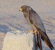 Sooty Falcon (11th record for Kuwait, Oct. 2013)