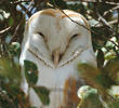 Western Barn Owl