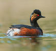 Black-necked Grebe (Breeding plumage, BULGARIA)