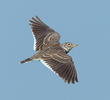 Calandra Lark (GREECE)