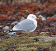 Common Gull (Breeding plumage, FINLAND)