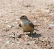 Eurasian Crag Martin (GREECE)