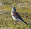 Fieldfare (Immature winter, GREECE)