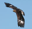 Golden Eagle (Immature, GREECE)