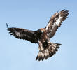 Golden Eagle (Immature, GREECE)