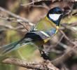 Great Tit (CYPRUS)