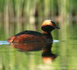 Horned Grebe (Breeding plumage, FINLAND)