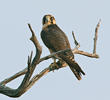 Lanner Falcon (GREECE)