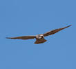 Lanner Falcon (GREECE)