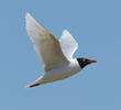 Mediterranean Gull (Breeding plumage, GREECE)