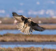 Saker Falcon (Immature, GREEECE)