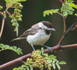 Sombre Tit (GREECE)