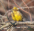 Yellowhammer (Male non-breeding, GREECE)