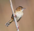 Zitting Cisticola (GREECE)