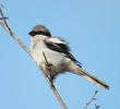 Arabian Grey Shrike (UAE)