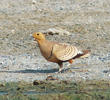 Chestnut-bellied Sandgrouse (Male, OMAN)