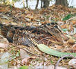 Eurasian Woodcock (UAE)