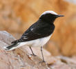 Hooded Wheatear (Male spring, UAE)