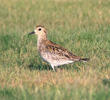 Pacific Golden Plover (Juvenile, UAE)