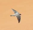 Pale Crag Martin (UAE)