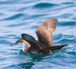 Persian Shearwater (UAE)