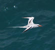 Red-billed Tropicbird (OMAN)